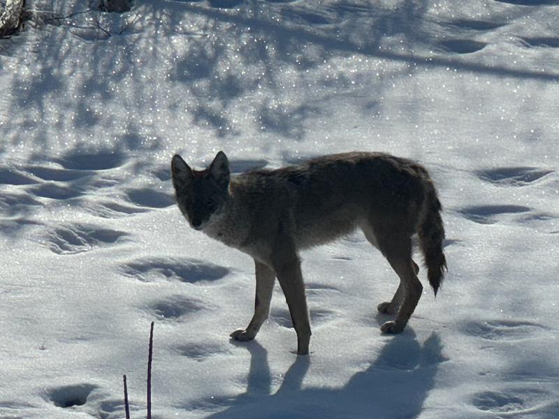 Coyote in Minnesota