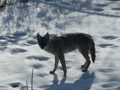 Coyote in Minnesota
