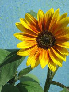 Yellow sunflower against blue background, France 2006