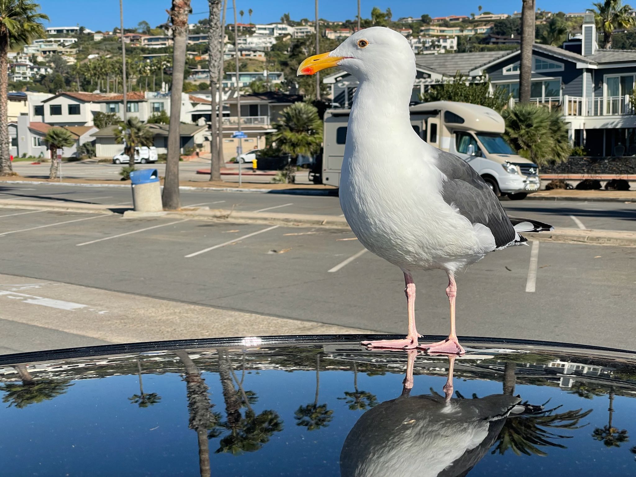 Gull in La Jolla - doesn't have much to do with innovation but I like how brazen the little guy is