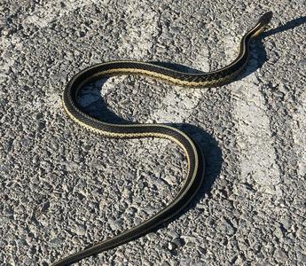 S is for SQL, Snake and Slither